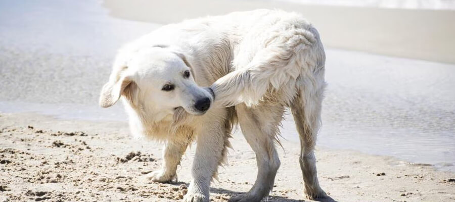 Why Do Dogs Chase Their Tails? A Behavioral Insight